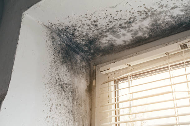 Affordable Mold Cleanup solutions in Franktown, VA
