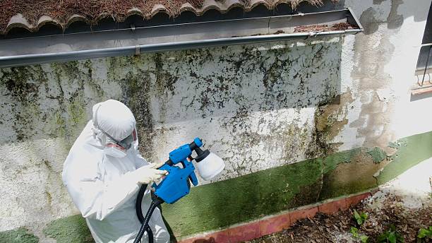 Top rated local Mold Cleanup specialists in Franktown, VA